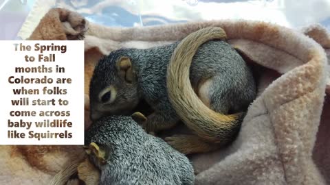 What to do if you find a Baby Squirrel