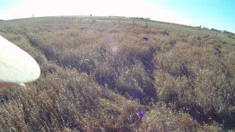 Late Season Pheasant Hunting with a Wirehaired Pointing Griffon