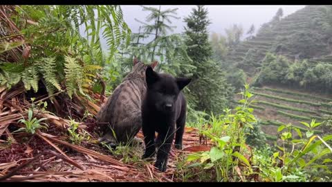 A cat and a dog patrolling the mountains