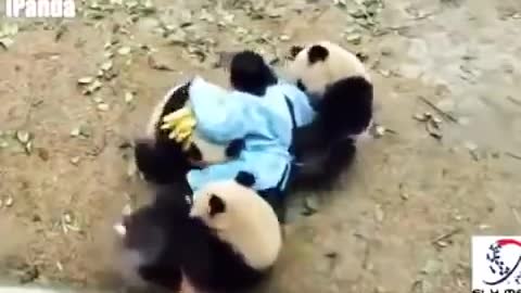 Watch Playful giant Chinese panda can’t let zookeeper go