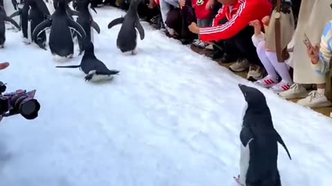 Let's Go With Penguin