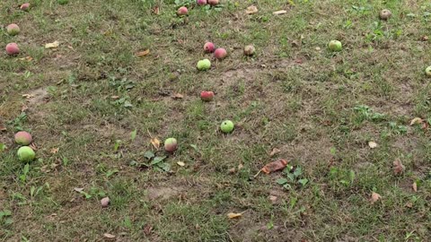 Raking apples with Virgil.