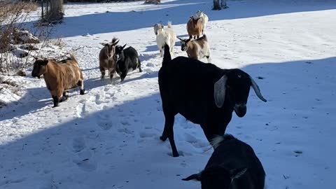 Happy goats on daily walk