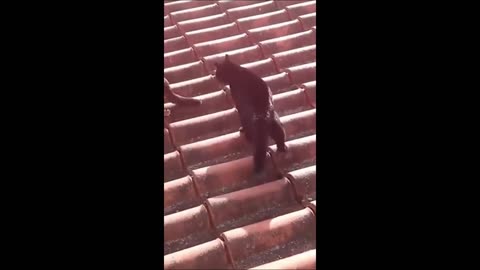 Funny Animals - Funny cat/dogs - Funny animal videos 2024