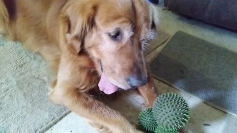 Golden retriever balances three balls