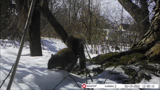 Backyard Trail Cam - Squirrel Posing for Camera