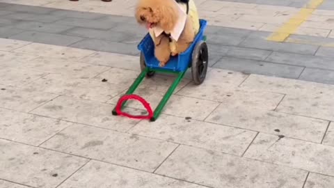 Smart dog walking on two legs take a look