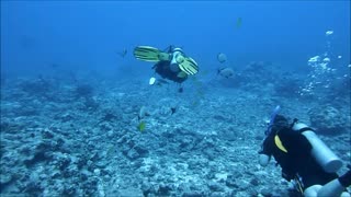 A Surprise Diving Encounter with a Giant Humpback Whale