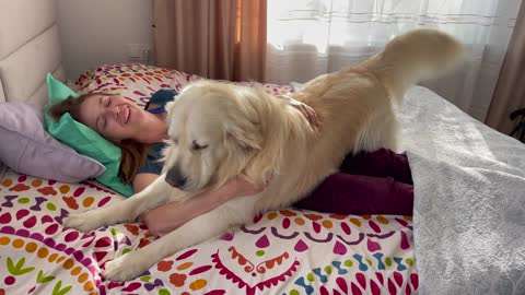 Retriever demands attention from his human Mom