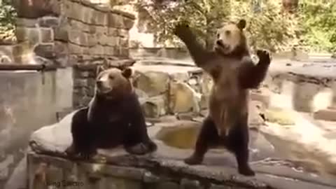 Dancing animals