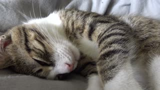 Sweet Little Cat Wakes Up and Purrs