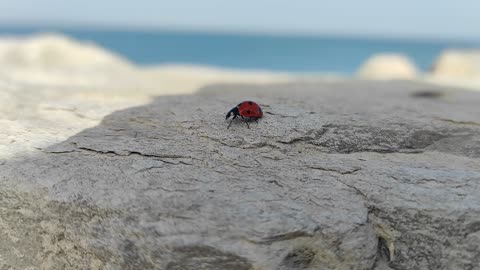 ladybird in the beach