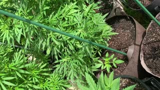 Derekhunterpodcast greenhouse pure Michigan marijuana middle August 10, ‘21