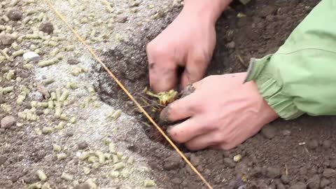 How to Plant Strawberries - at Harvest Haven