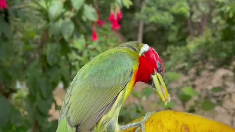 Cute Bird# Red-headed barbet