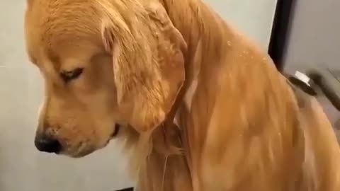 Best Funny Animal Videos 2022 😺 Funny Dog Videos 2022 😁 Funniest Dog Videos 😁😇