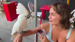 Funny video funny parrot funny cockatoo