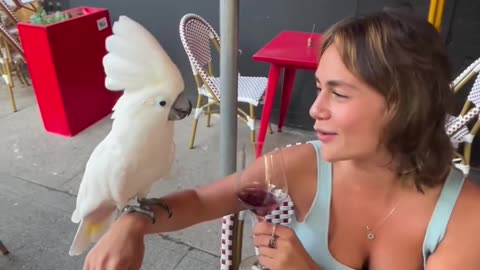 Funny video funny parrot funny cockatoo