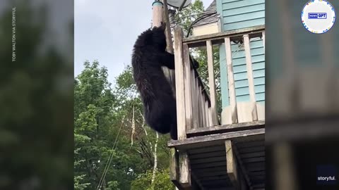 Bear climbs high to reach a bird feeder for some free snacks