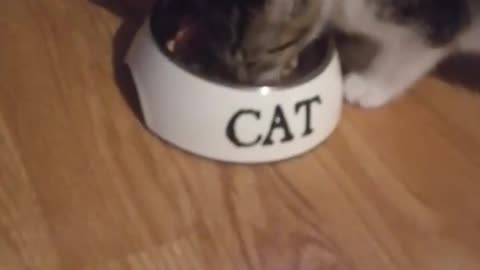 Kitten eating wet food