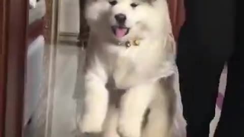 Funniest Moments with Baby Alaskan Malamute Cutest