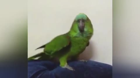 My parrot singing Beyonce