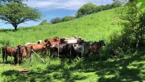 Relaxing nature cow grow