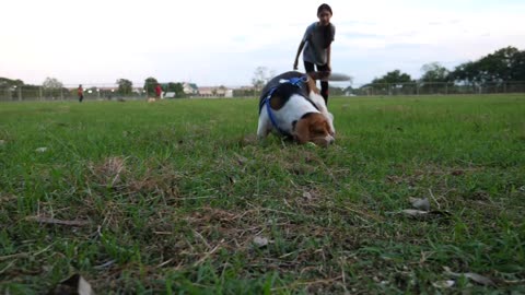 Slow motion Asian girl throwing ball for Beagle dog, Owner playing with pet outdoor together