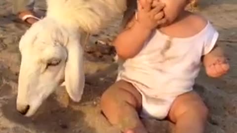 Baby and sheep chatting 😅