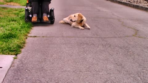 NEW! Positive Dog Training Instructional Video