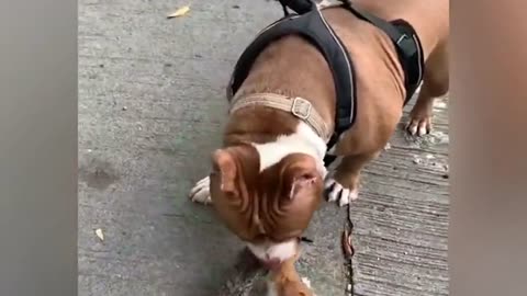 Adorable kittens mistake friendly bulldog for their mother, in the Philippines