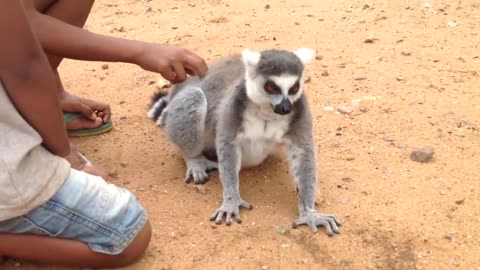 Lemur Asks For Back Scratch | Won't Take No For An Answer