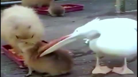Pelican wants to eat a capybara