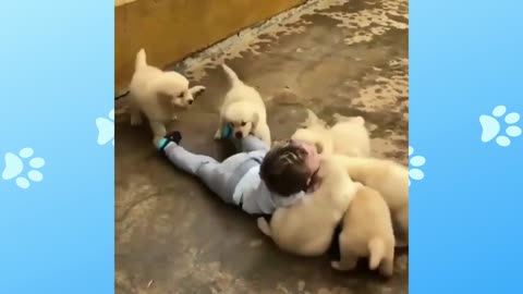 Puppies wanting to play with baby