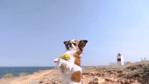 Little and charming chihuahua dog spending summer day outdoor