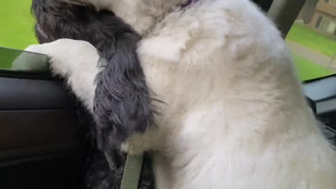 Dogs Share Car Window on Car Ride