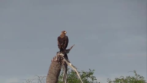 A tawny eagle is bombed while diving by lapwings.