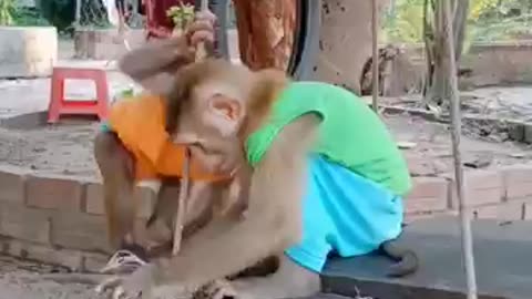 cute baby monkey #shorts #monkeytime #babyanimal #monkeyplay