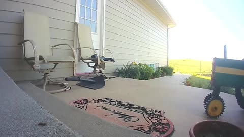 FedEx driver kills rattlesnake on porch while delivering package | USA TODAY