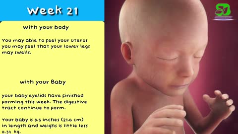 Ifotus developmentIWeek by week pregnancy I foetus development in womb IPregnancy process
