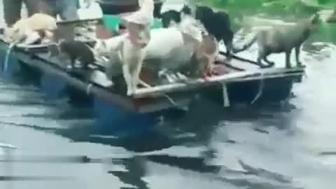 save animals from flood disaster