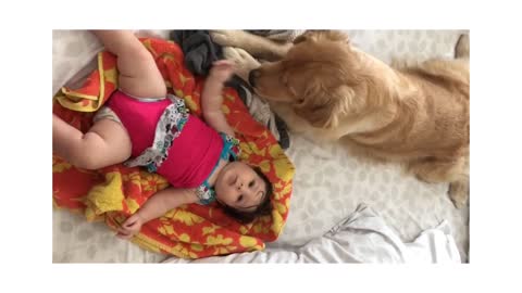 Excited Dog Tries To Relax In Order To Play With Baby