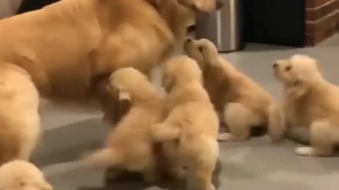 Cute Dog playing with Puppies