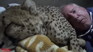 Man Uses Cuddly Cheetah As a Pillow For The Most Adorable Sleepover