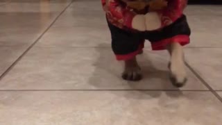 Tan pug dog wearing red outfit runs in kitchen