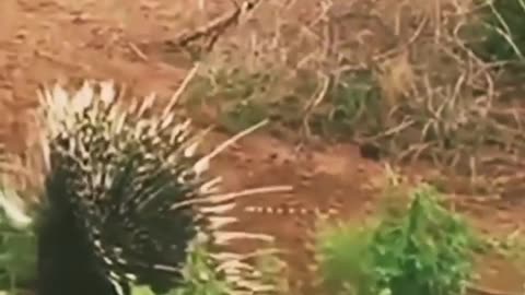 Jaguar attacks porcupine #short #Amazing #trending