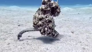 little octopus running to its hiding place 😱🤩