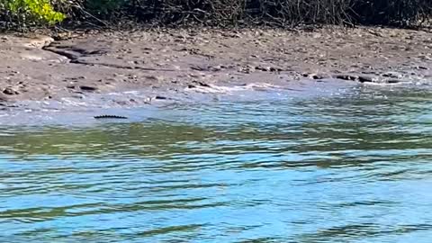 Fisherman Surprised by Saltwater Croc