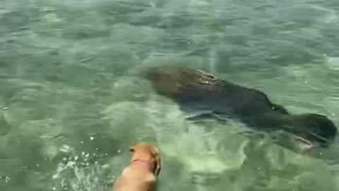 Little afternoon swim with her new buddy