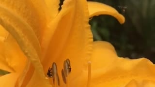 Slow motion insect